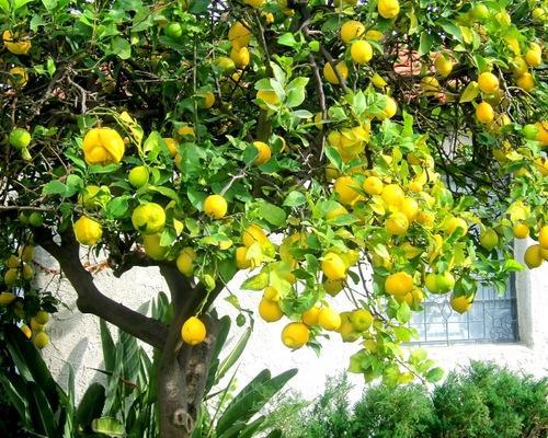 Commercial Lemon Farming in India - Essential Factor 1