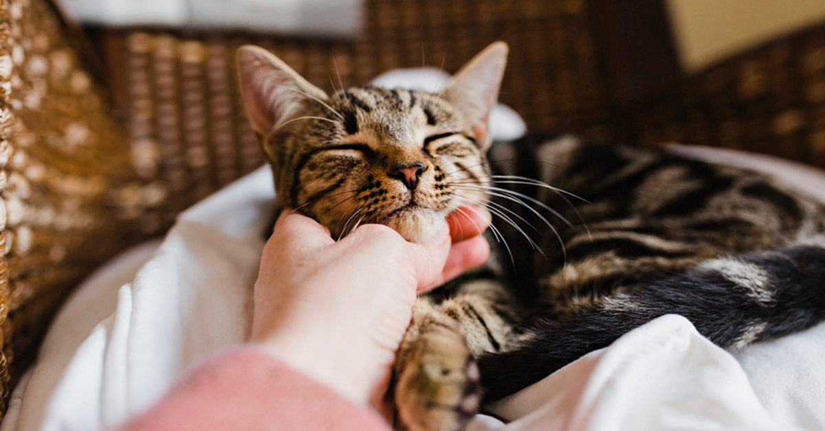 Top 7 Tips For A Happy And Healthy Kitty